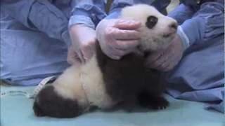One Small Step For Baby Panda, One Giant Step For Cute Kind